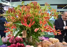 Glorious, Japan Flower and Plant Association has 4 types of it and they are all in high demand.